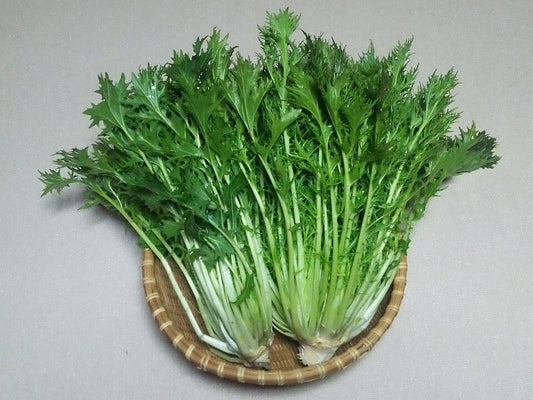 Mizuna Brassica juncea japonica