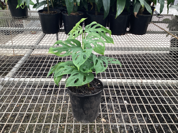 Monstera adansonii 'Monkey Mask'
