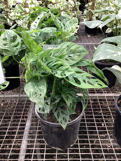 Monstera adansonii 'Monkey Mask'