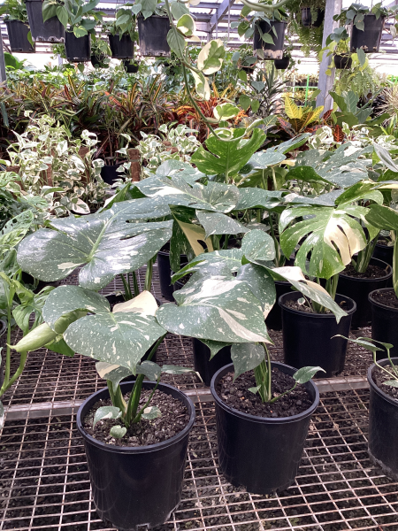 Monstera deliciosa variegata 'Thai Constellation'