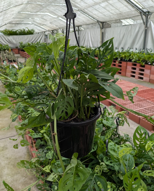 Monstera adansonii