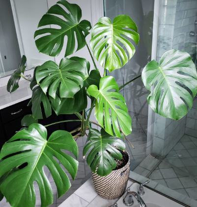 Monstera deliciosa