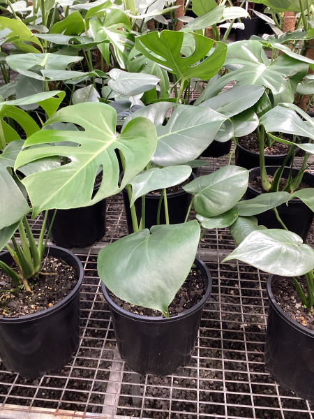 Monstera deliciosa 'Tauerii'