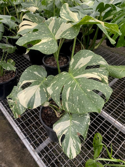 Monstera deliciosa variegata 'Thai Constellation'