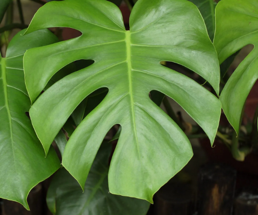 Monstera delicosa