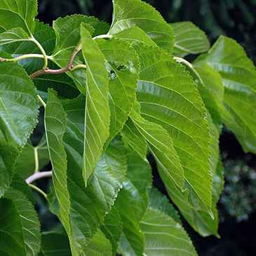 Morus alba Unryu