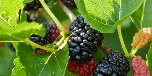 Morus nigra