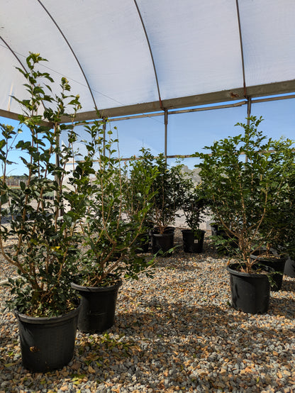 Murraya paniculata