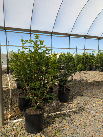 Murraya paniculata