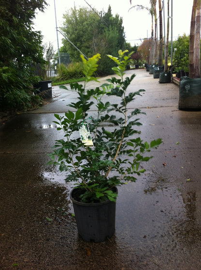Murraya paniculata