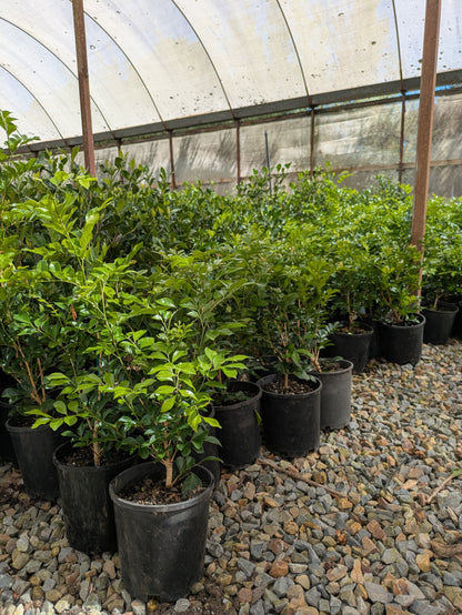 Murraya paniculata