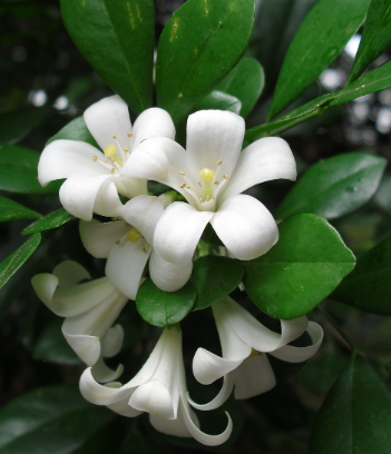 Murraya paniculata