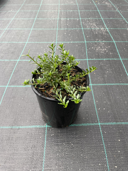 the plant broker