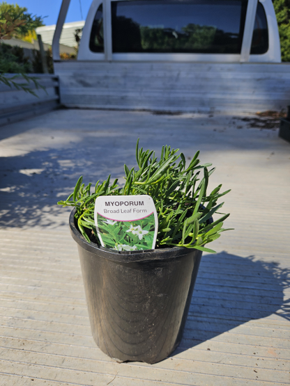 Myoporum parvifolium Broad Leaf White