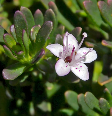 Myoporum parvifolium Broad Leaf Pink