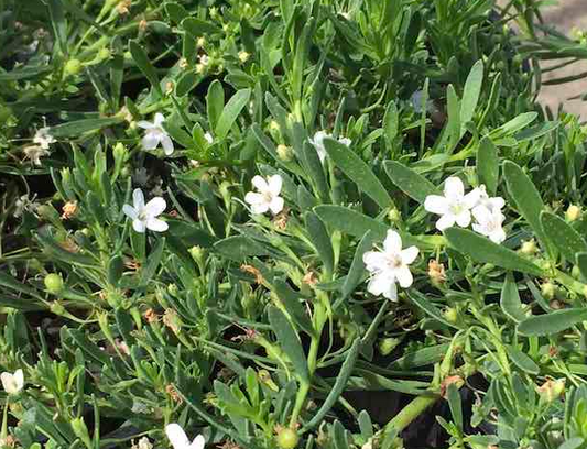 Myoporum parvifolium Broad Leaf White