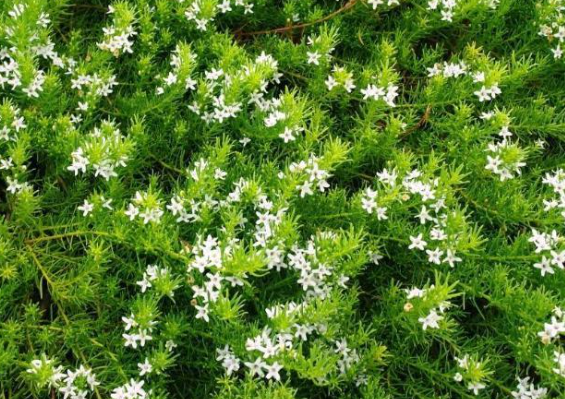 Myoporum parvifolium Fine Leaf