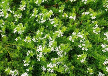 Myoporum parvifolium Fine Leaf