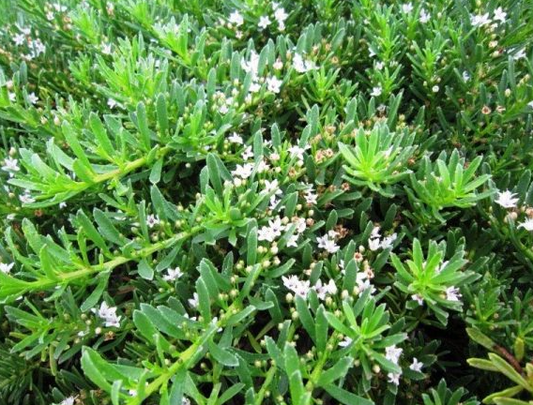 Myoporum parvifolium Mallee Carpet