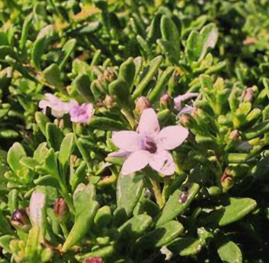 Myoporum parvifolium Pink