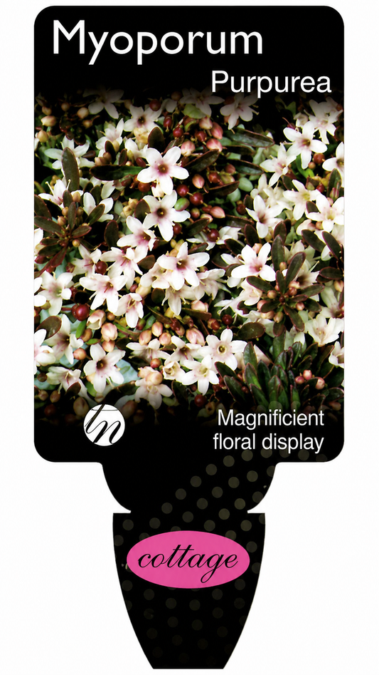 Myoporum parvifolium Purpurea