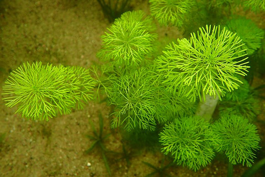 Myriophyllum simulans