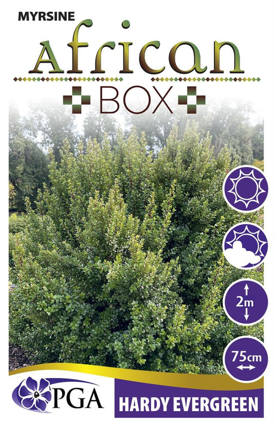 Myrsine ‘African Box’