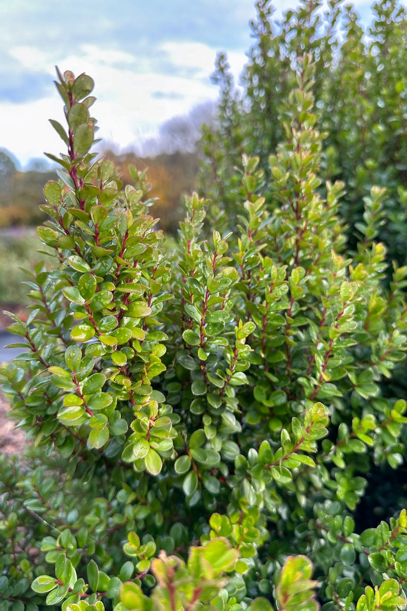 Myrsine ‘African Box’
