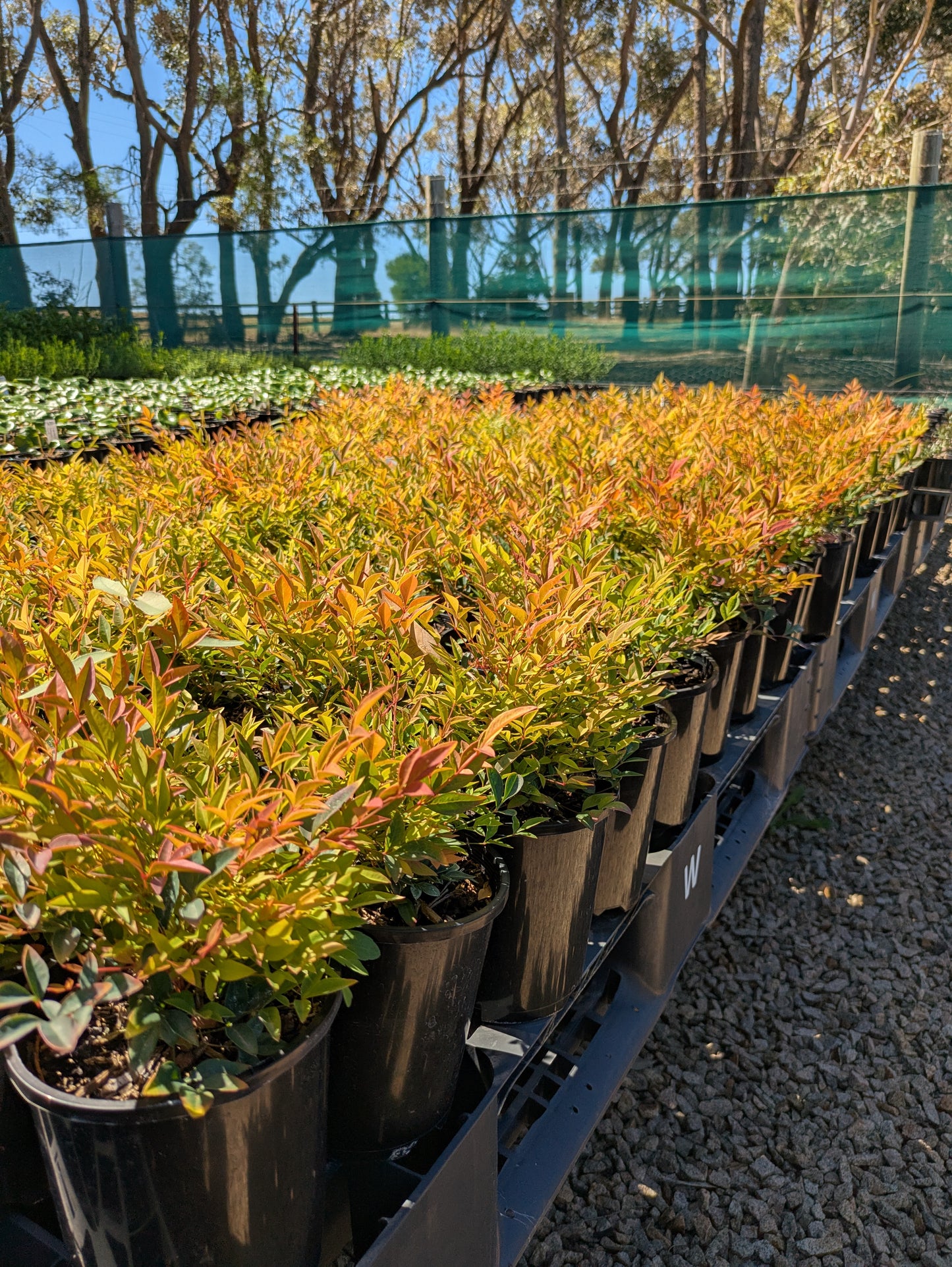 Nandina domestica Gulf Stream