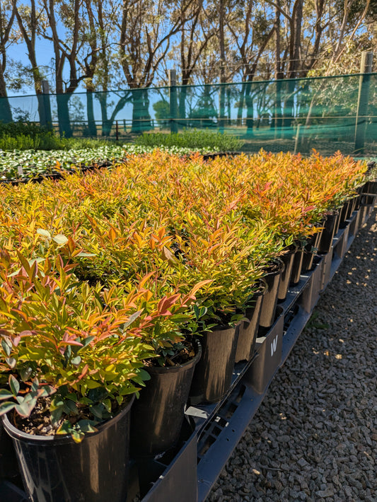 Nandina domestica Gulf Stream
