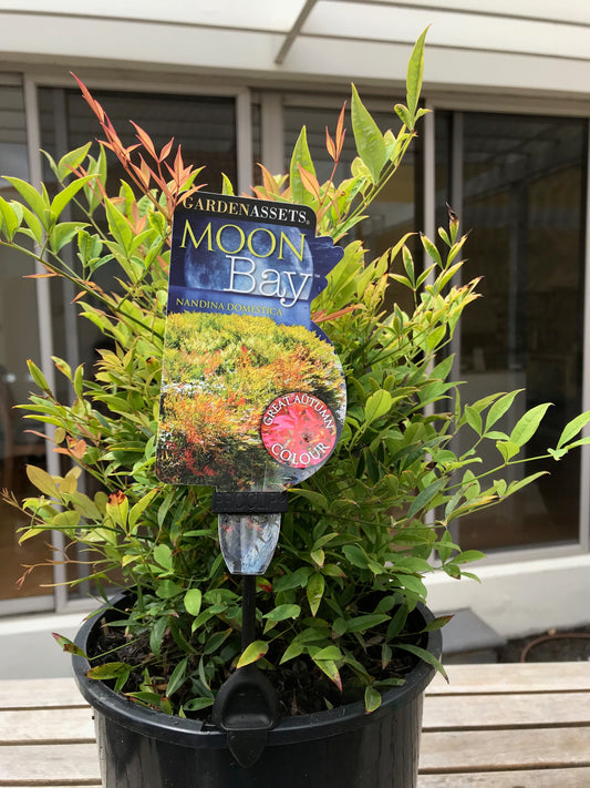 Nandina domestica 'Moon Bay'