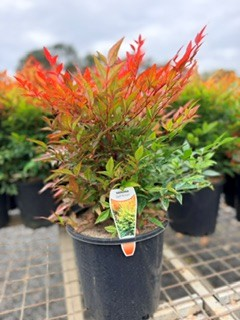 Nandina domestica Gulf Stream