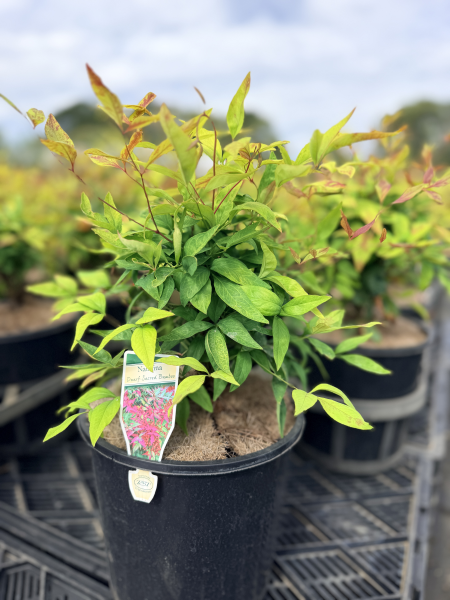 Nandina domestica Nana