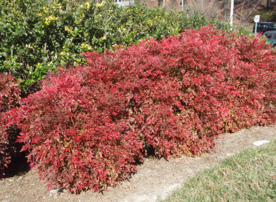 Nandina domestica Gulf Stream