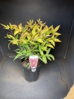 Nandina domestica Nana