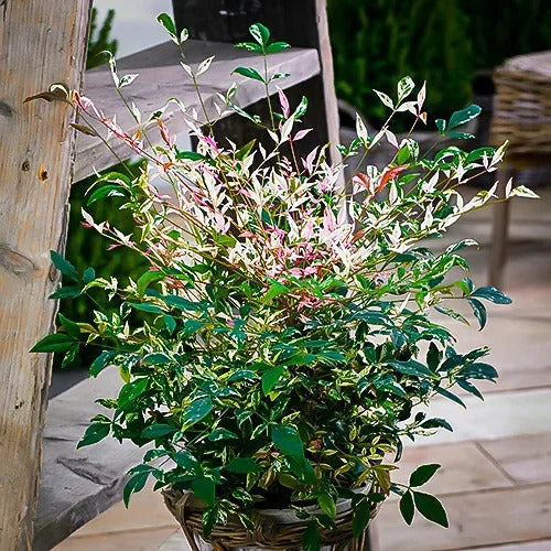 Nandina domestica Twilight