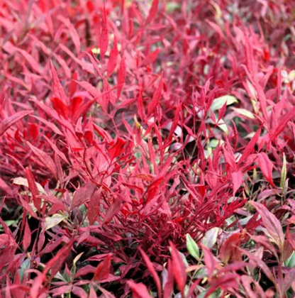 Nandina domestica 'Colourscape'