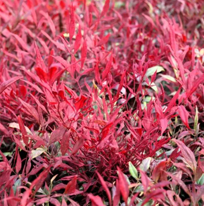 Nandina domestica 'Colourscape'