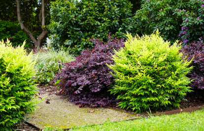 Nandina domestica (Lemlim)  Magical Lemon Lime™