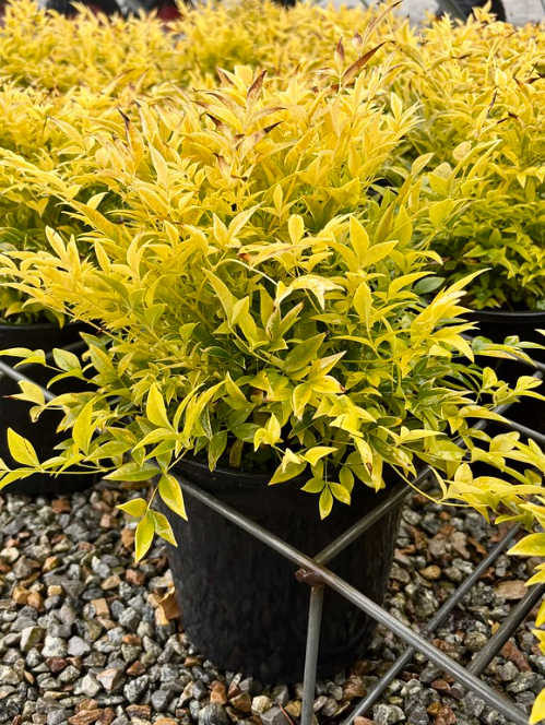 Nandina domestica (Lemlim)  Magical Lemon Lime™