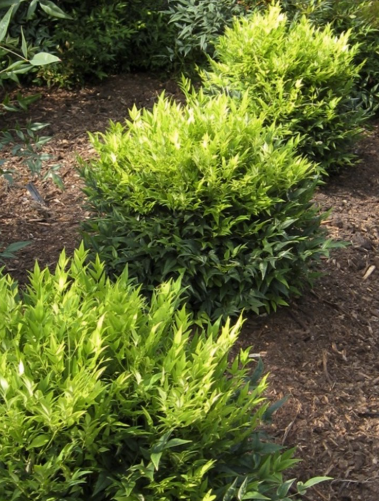Nandina domestica 'Magical Lemon Lime' pbr