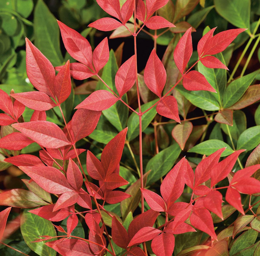 Nandina domestica (SEIKA)  Obsession™