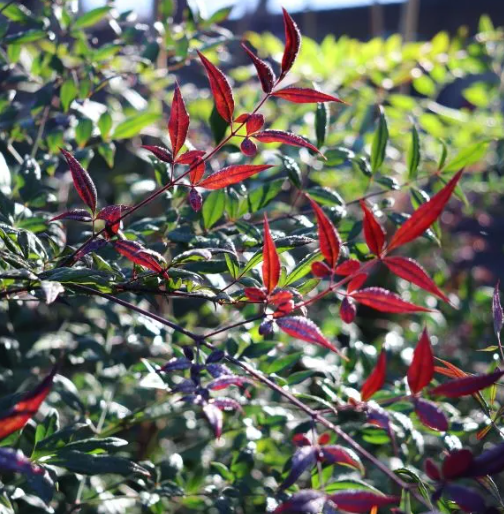 Nandina domestica 'Summer Sunset' pbr