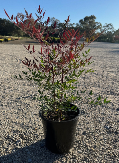 Nandina domestica 'Summer Sunset' pbr