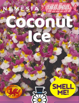 Nemesia Coconut Ice