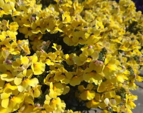 Nemesia Nesia Inca