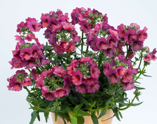 the plant broker