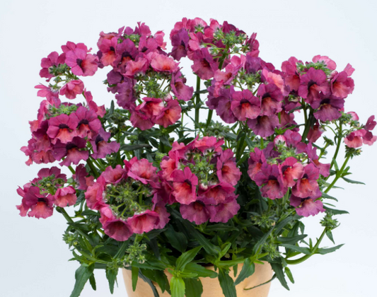Nemesia Nesia Magenta