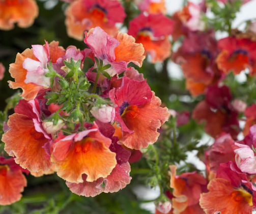 Nemesia Nesia Tropical