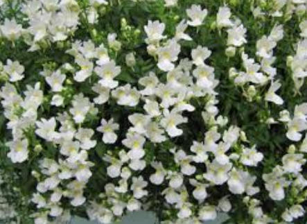 Nemesia Nesia White